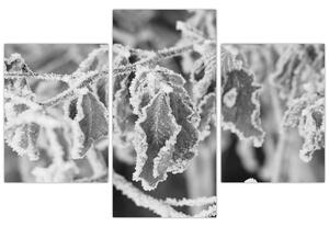 Slika - Smrznuto lišće, crno-bijela (90x60 cm)