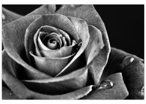 Slika - Ruža, crno-bijela (90x60 cm)