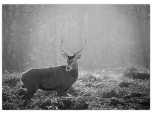 Slika - Jelen u šumi, crno-bijela (70x50 cm)