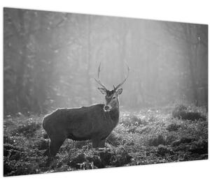 Slika - Jelen u šumi, crno-bijela (90x60 cm)
