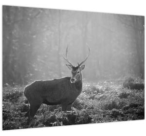 Slika - Jelen u šumi, crno-bijela (70x50 cm)