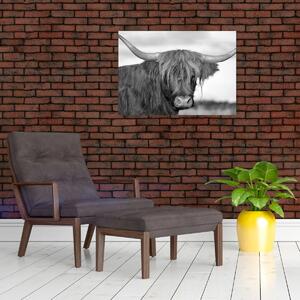 Slika - Škotska krava 2, crno-bijela (70x50 cm)