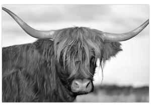 Slika - Škotska krava 2, crno-bijela (90x60 cm)