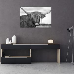 Slika - Škotska krava 2, crno-bijela (90x60 cm)