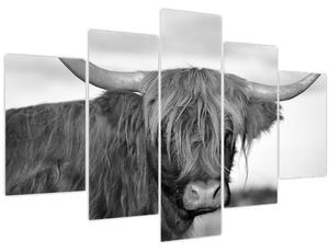 Slika - Škotska krava 2, crno-bijela (150x105 cm)