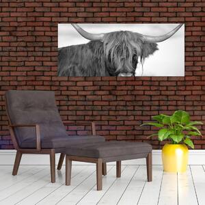 Slika - Škotska krava 2, crno-bijela (120x50 cm)