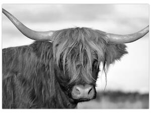 Slika - Škotska krava 2, crno-bijela (70x50 cm)