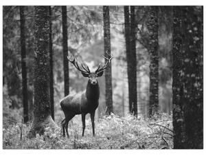 Slika - Jelen u šumi 2, crno-bijela (70x50 cm)