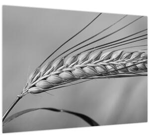 Slika - Pšenica, crno-bijela (70x50 cm)