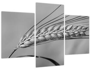 Slika - Pšenica, crno-bijela (90x60 cm)