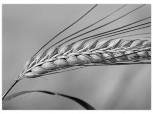 Slika - Pšenica, crno-bijela (70x50 cm)