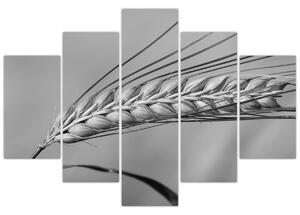 Slika - Pšenica, crno-bijela (150x105 cm)
