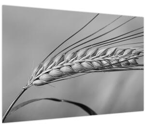 Slika - Pšenica, crno-bijela (90x60 cm)