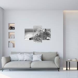Slika - Vuk, crno-bijela (90x60 cm)