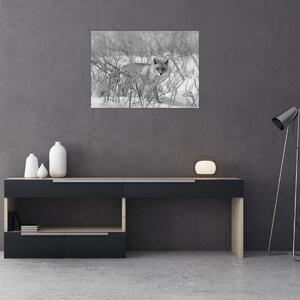 Slika - Lisac, crno-bijela (70x50 cm)