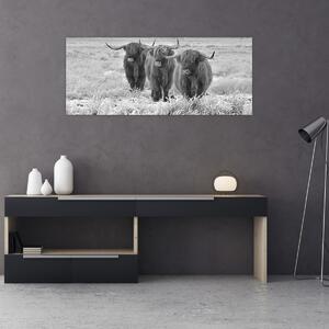 Slika - Škotske krave, crno-bijela (120x50 cm)