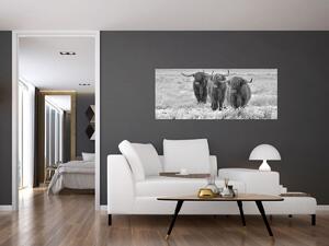 Slika - Škotske krave, crno-bijela (120x50 cm)