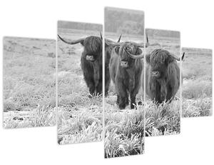 Slika - Škotske krave, crno-bijela (150x105 cm)