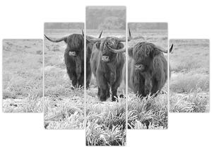 Slika - Škotske krave, crno-bijela (150x105 cm)