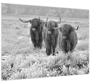 Slika - Škotske krave, crno-bijela (70x50 cm)