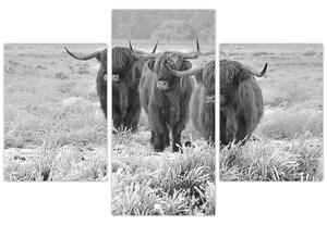 Slika - Škotske krave, crno-bijela (90x60 cm)