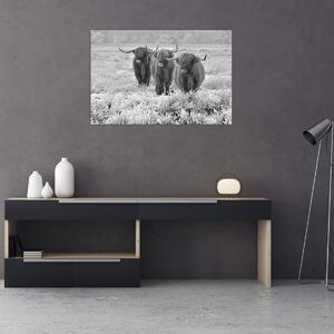 Slika - Škotske krave, crno-bijela (90x60 cm)