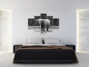 Slika - Škotska krava 3, crno-bijela (150x105 cm)