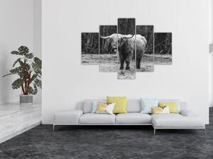 Slika - Škotska krava 3, crno-bijela (150x105 cm)