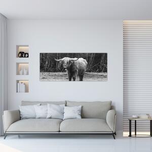 Slika - Škotska krava 3, crno-bijela (120x50 cm)