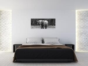 Slika - Škotska krava 3, crno-bijela (120x50 cm)