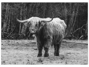 Slika - Škotska krava 3, crno-bijela (70x50 cm)