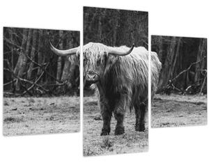 Slika - Škotska krava 3, crno-bijela (90x60 cm)