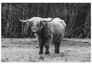 Slika - Škotska krava 3, crno-bijela (90x60 cm)