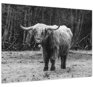 Slika - Škotska krava 3, crno-bijela (70x50 cm)