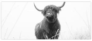 Slika - Škotska krava 4, crno-bijela (120x50 cm)