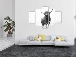 Slika - Škotska krava 4, crno-bijela (150x105 cm)