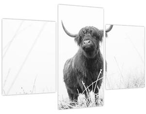 Slika - Škotska krava 4, crno-bijela (90x60 cm)