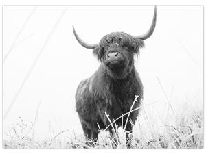 Slika - Škotska krava 4, crno-bijela (70x50 cm)