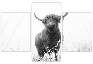 Slika - Škotska krava 4, crno-bijela (90x60 cm)