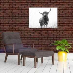 Slika - Škotska krava 4, crno-bijela (70x50 cm)