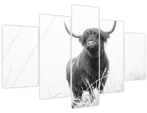 Slika - Škotska krava 4, crno-bijela (150x105 cm)