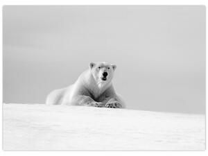 Slika - Polarni medvjed, crno-bijela (70x50 cm)