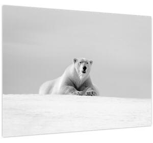 Slika - Polarni medvjed, crno-bijela (70x50 cm)