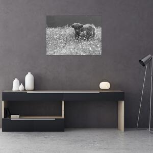 Slika - Škotska krava 5, crno-bijela (70x50 cm)