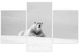 Slika - Polarni medvjed, crno-bijela (90x60 cm)