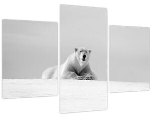 Slika - Polarni medvjed, crno-bijela (90x60 cm)