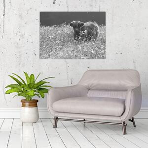 Slika - Škotska krava 5, crno-bijela (70x50 cm)