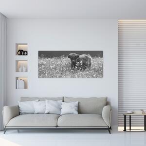 Slika - Škotska krava 5, crno-bijela (120x50 cm)