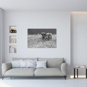 Slika - Škotska krava 5, crno-bijela (90x60 cm)