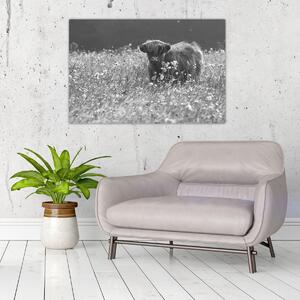 Slika - Škotska krava 5, crno-bijela (90x60 cm)